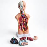 Anatomical Torso Model
